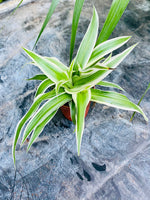 Chlorophytum Cosmos Ocean