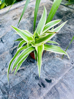 Chlorophytum Cosmos Ocean