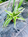 Chlorophytum Cosmos Ocean