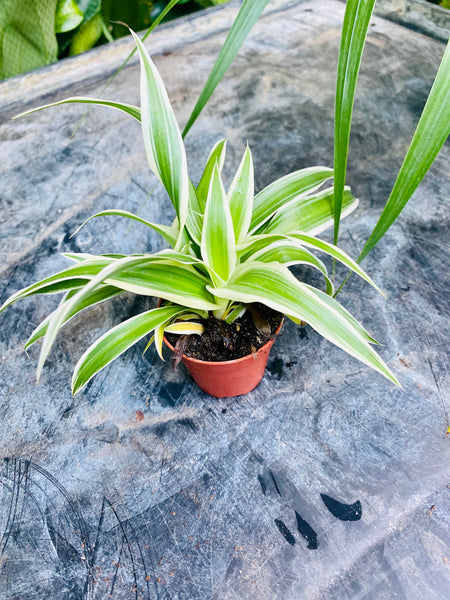 Chlorophytum Cosmos Ocean