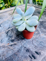 Pachyphytum oviferum