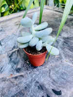 Pachyphytum oviferum