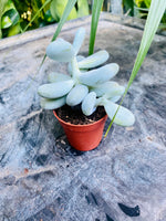 Pachyphytum oviferum