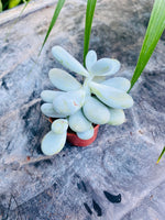 Pachyphytum oviferum