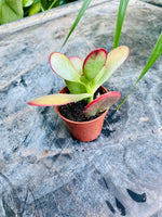 Crassula Ovata Compact Sunset