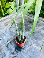 Kleinia stapeliiformis
