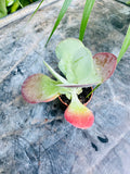 Kalanchoe thyrsiflora