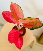 Aglaonema Flamingo