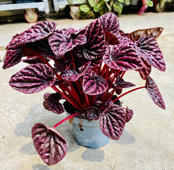 Peperomia Caperata Red Luna