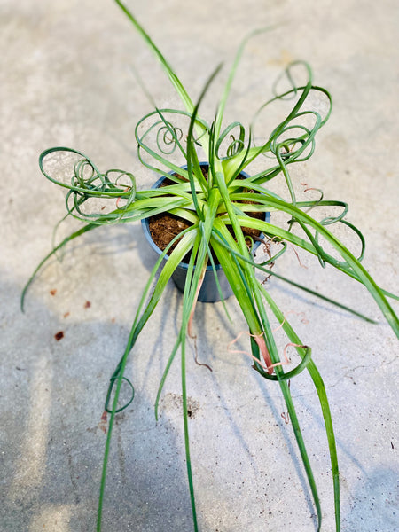 Albuca Spiralis Frizzle Sizzle