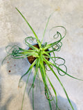 Albuca Spiralis Frizzle Sizzle
