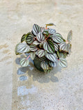 Peperomia Piccolo Banda