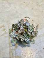 Peperomia Piccolo Banda