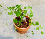 Dioscorea Elephantipes ( Rare )