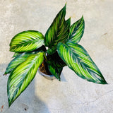 Calathea Beautystar