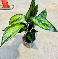 Calathea Beautystar