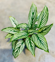 Calathea Vittata