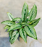 Calathea Vittata