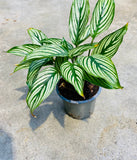 Calathea Vittata