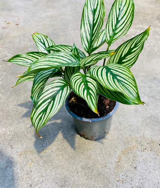 Calathea Vittata