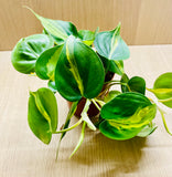 Philodendron Brazil en pot