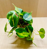 Philodendron Brazil en pot