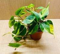 Philodendron Brazil en pot