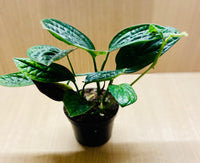 Monstera Peru