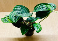 Monstera Peru