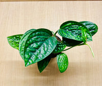 Monstera Peru