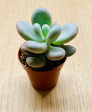 Pachyphytum oviferum