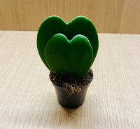 "Hoya Kerrii Double Cœur - Plante Succulente Unique en Forme de Cœurs, Cadeau Idéal et Facile d’Entretien"