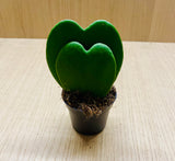 "Hoya Kerrii Double Cœur - Plante Succulente Unique en Forme de Cœurs, Cadeau Idéal et Facile d’Entretien"