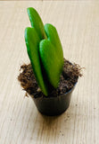 "Hoya Kerrii Double Cœur - Plante Succulente Unique en Forme de Cœurs, Cadeau Idéal et Facile d’Entretien"