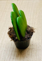 "Hoya Kerrii Double Cœur - Plante Succulente Unique en Forme de Cœurs, Cadeau Idéal et Facile d’Entretien"