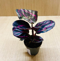 CALATHEA ROSEOPICTA