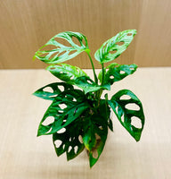 Monstera adansonii