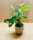 Monstera adansonii