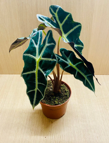 ALOCASIA Amazonica