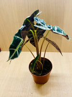 ALOCASIA Amazonica
