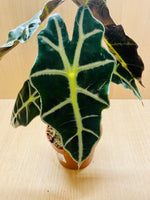 ALOCASIA Amazonica