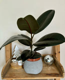 Ficus Elastica Robusta - Plante d’Intérieur Élégante avec Feuillage Large et Facile d’Entretien