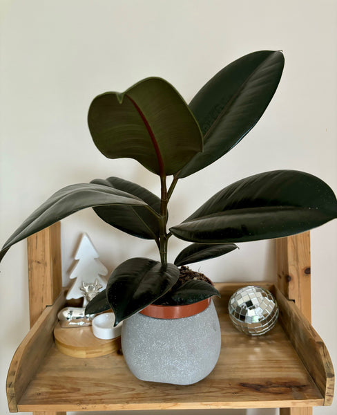 Ficus Elastica Robusta - Plante d’Intérieur Élégante avec Feuillage Large et Facile d’Entretien
