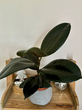 Ficus Elastica Robusta - Plante d’Intérieur Élégante avec Feuillage Large et Facile d’Entretien