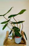 Philodendron Billietiae - Plante d’Intérieur Rare et Tropicale au Feuillage Allongé, Facile d’Entretien
