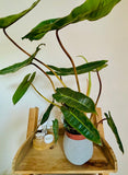 Philodendron Billietiae - Plante d’Intérieur Rare et Tropicale au Feuillage Allongé, Facile d’Entretien