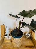 Alocasia Antoro Velvet - Plante d’Intérieur Rare avec Feuillage Velouté et Élégant, Facile d’Entretien