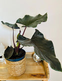 Alocasia Antoro Velvet - Plante d’Intérieur Rare avec Feuillage Velouté et Élégant, Facile d’Entretien