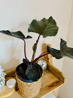 Alocasia Antoro Velvet - Plante d’Intérieur Rare avec Feuillage Velouté et Élégant, Facile d’Entretien