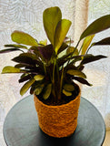 Maranta Leuconeura Ctenanthes Burle Marxii - Plante d’Intérieur avec Feuillage Unique et Motifs Végétaux Élégants